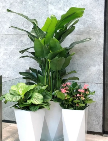 慈溪绿植租赁品牌推广性能提升方法，实用有效